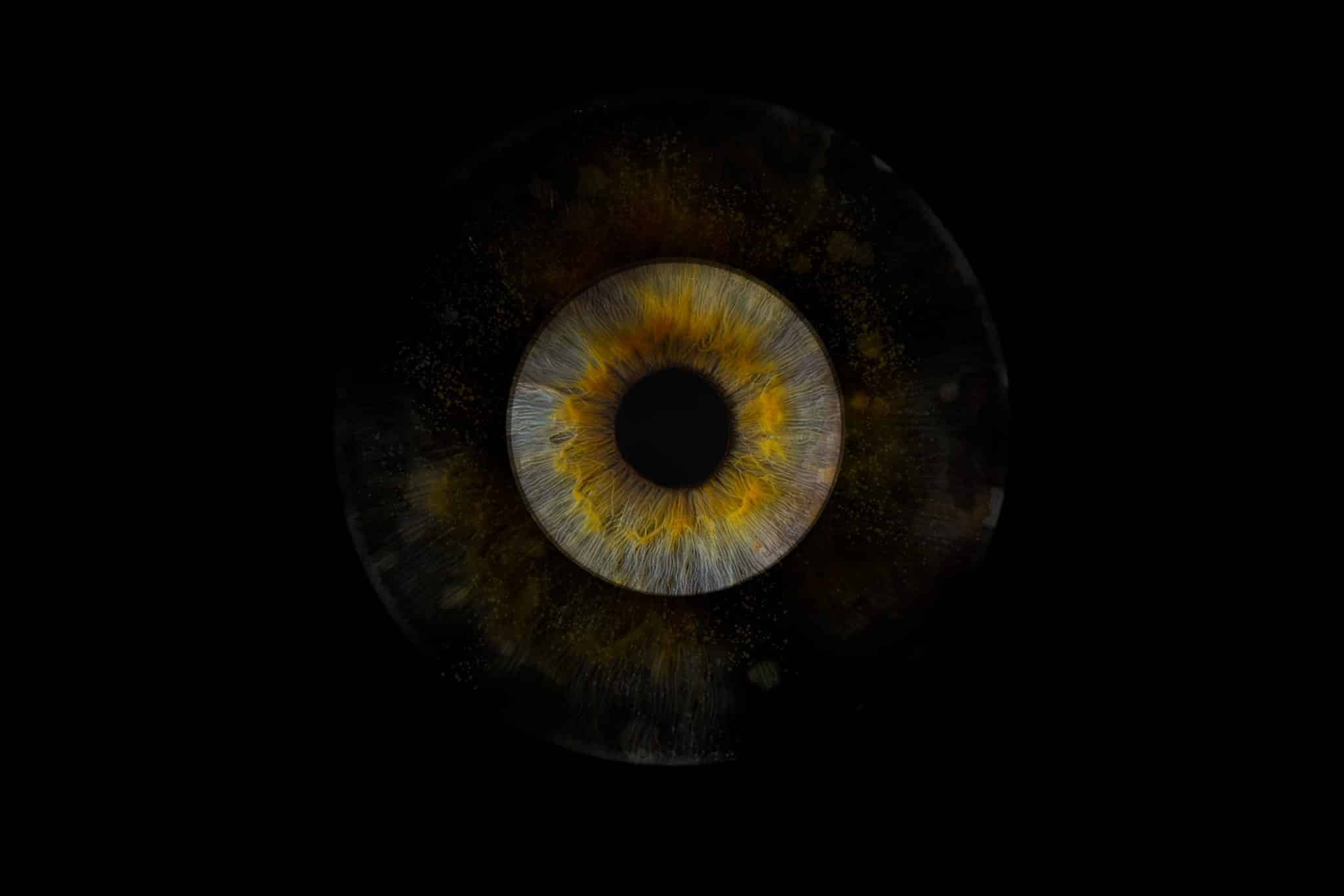 Photo d'iris en macro réalisée par Morgan Degorre photographe iris Lille
